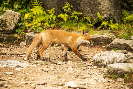 Wild young fox in the zooの写真素材