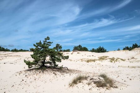 moving dunes in Slowinski National Park, Polandの写真素材
