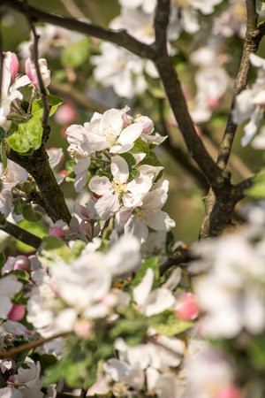 Apple tree flower in springの写真素材