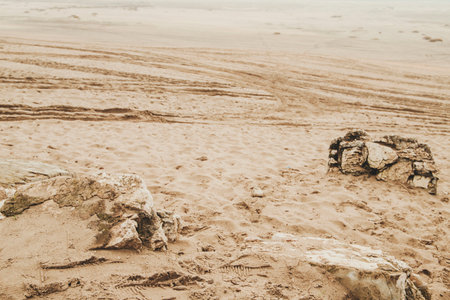 Bledow desert (Desert Bledowska) biggest sand desert in Silesia region in Polandの写真素材