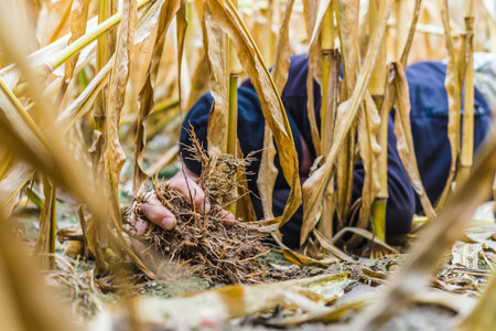 Refugee hiding in the cornfield. A refugee hiding in a cornfieldの写真素材
