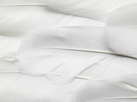 goose feathersの写真素材
