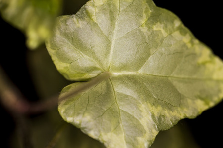leafの写真素材