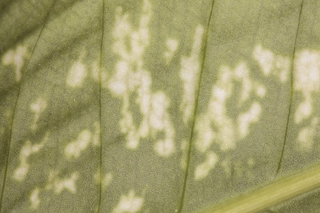 green leaf macroの写真素材