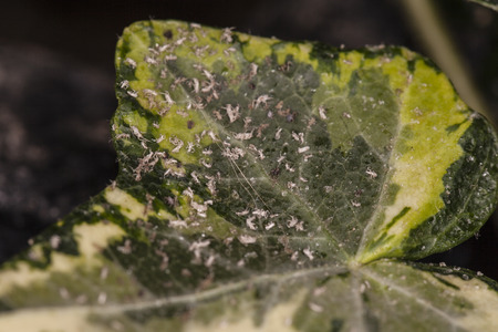 insect on leaf macroの写真素材