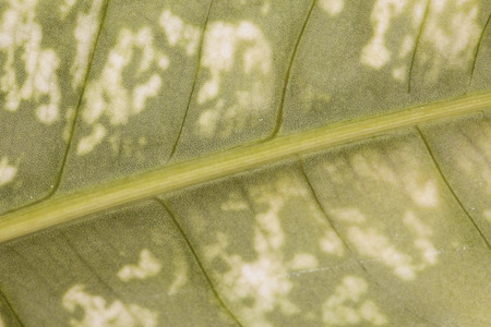leaf close-up backgroundの写真素材