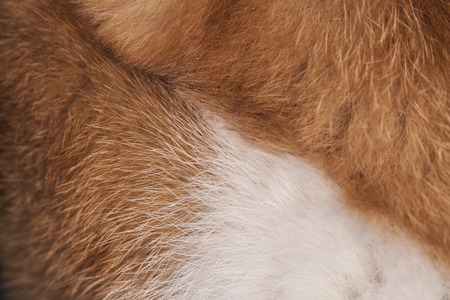 cat hairの写真素材