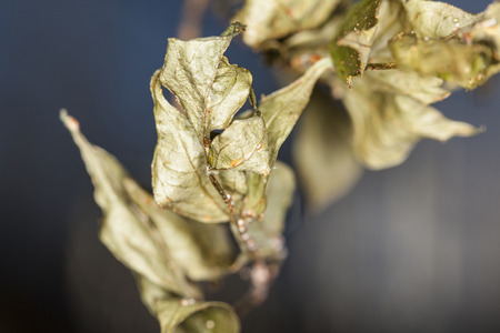 few withered leavesの写真素材