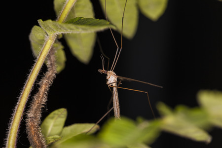 mosquitoの写真素材