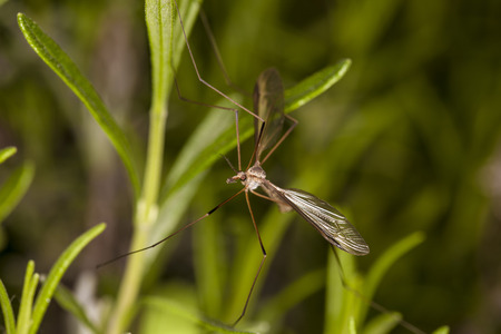 picture of mosquito from very closeの写真素材