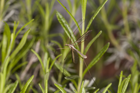 mosquito on the grassの写真素材
