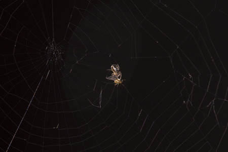 very small spiderの写真素材