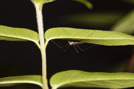 picture mosquito from very closeの写真素材