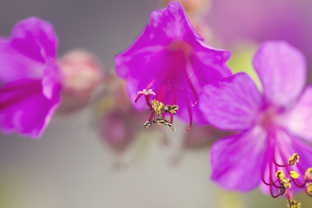 beautiful purple flowersの写真素材
