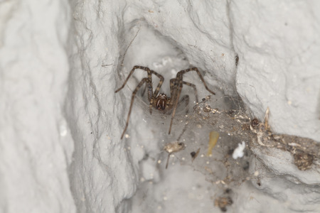 spider in homeの写真素材