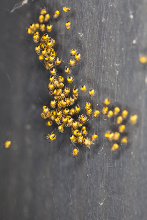 big flock of small yellow spidersの写真素材