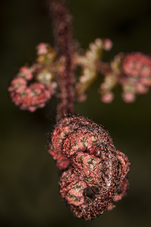 red flowerの写真素材