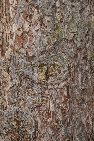 tree barkの写真素材