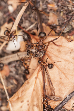 ants collect foodの写真素材