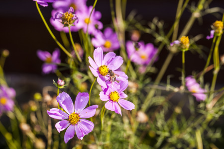 a lot of bees on the flowerの写真素材