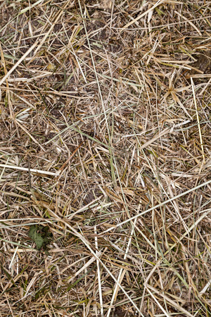 dry grassの写真素材
