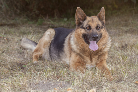 Young german shepherdの写真素材