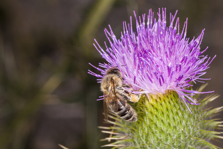 big bee on the flowerの写真素材