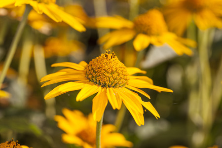 yellow daisyの写真素材