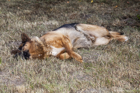 german shepherd dogの写真素材