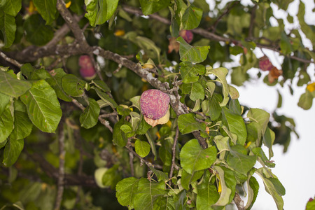 rotten apples on the treeの写真素材