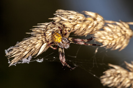 small spider on the grassの写真素材