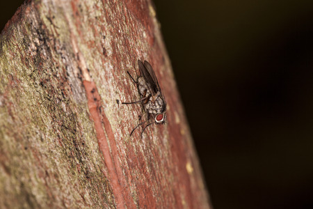 fly on board