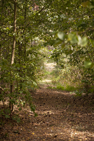 pathway in the forestの写真素材