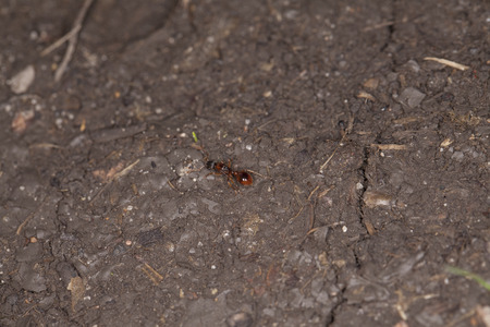 ant goes through the mudの写真素材