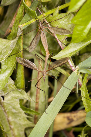 mosquitoes mateの写真素材