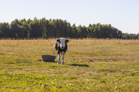 cow on pastureの写真素材