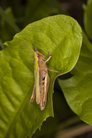 grasshopper sitting on the grassの写真素材