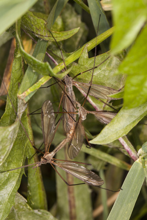 three mosquitoes mateの写真素材