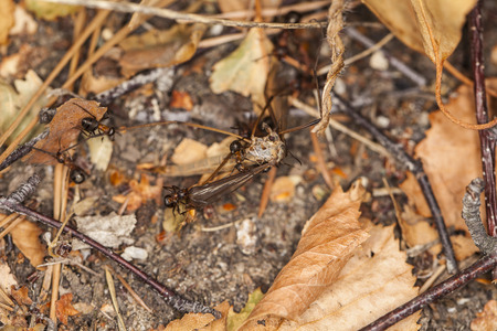 dying mosquitoの写真素材