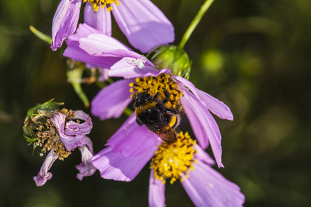bee upside down on the flowerの写真素材