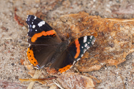 butterflyの写真素材