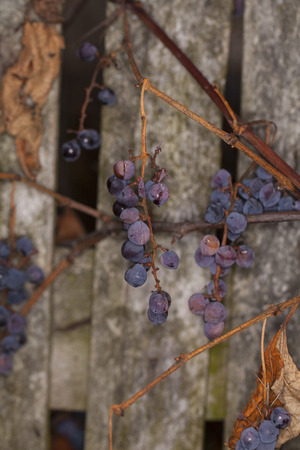 rotten grapesの写真素材