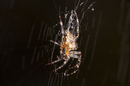 large spiderの写真素材