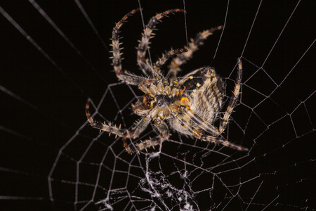 spider webの写真素材
