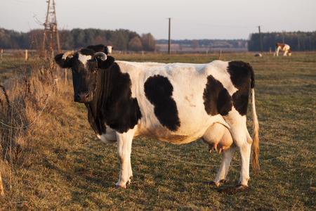 cow on pastureの写真素材