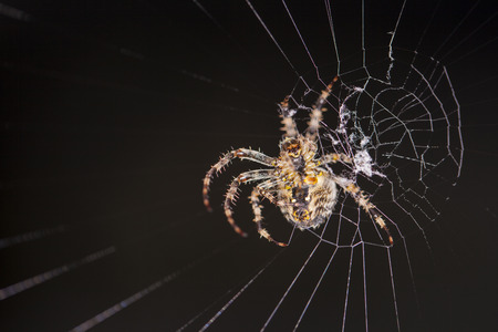 spiderの写真素材