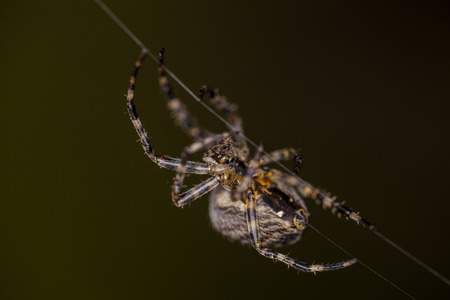 big spiderの写真素材