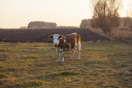cow on the grassの写真素材