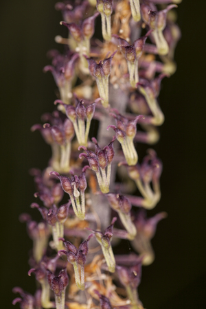 lot of small flowersの写真素材