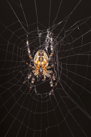 spider on the netの写真素材